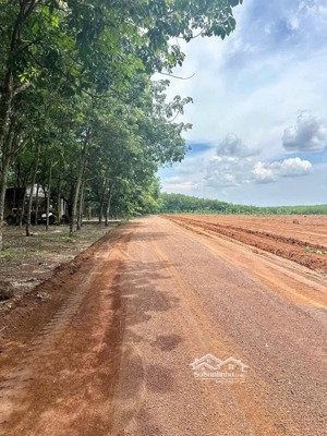 chính chủ bán đất tân hoà - đồng phú, dt 1000m2 giá chỉ 290tr, shr