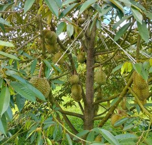 bán gấp 1000m2 vườn sầu riêng giá 250tr