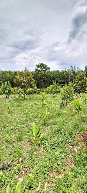 bác ba bán 5000m2 đất canh tác, trồng cây, đường oto 10m, ngay kcn thuận lợi giá chỉ 150tr/ sào