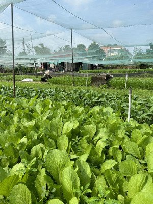 bán đất trồng rau nuôi gà đường trịnh thị miếng, hóc môn: 