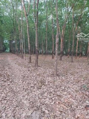 bán 4,5ha cao su đang cạo giá 19,5 tỷ, xã lộc thành, h. lộc ninh, bình phước