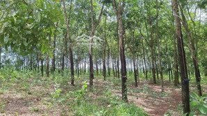 bán 1hec1 đất trồng cao su, mt đường bê tông giá 7,3tỷ, ấp lộc bình 1, lộc thành, lộc ninh bp