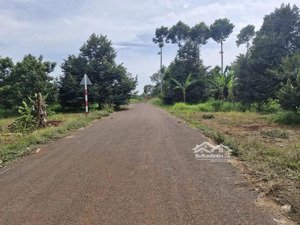 1.000m2 full sầu riêng 22 x 47m, láng lớn đường nhựa, cách đường mỹ xuân - ngãi giao 400m