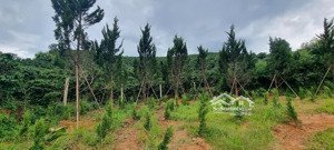 đất siêu đẹp - giá đầu tư- chính chủ cần bán lô đất vị trí đẹp tại xã đạsar, lạc dương, lâm đồng