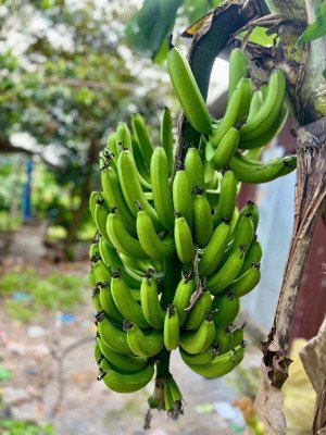 bán lô đất vườn suối tiên - diên khánh có thổ cư phù hợp làm nhà vườn