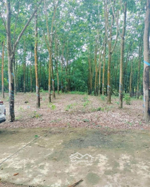 chủ đang ngộp cần bán gấp 1000m2 đất vườn giá 350tr