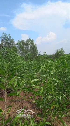 12000m2. sổ riêng có mặt tiền đường gần 1km. trong đó có 300m2 thổ cư. xã tân an, huyện vĩnh cửu