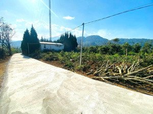 gia đình đi nước ngoài cần bán 1300m2 cách trung tâm đà lạt chỉ 10km giá sang ngay 811tr