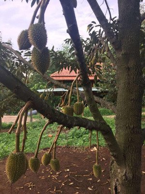 gia đình cần bán đất rẫy sầu riêng 17ha đang ra trái