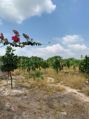 Bán đất vườn Tây Ninh giá 480tr