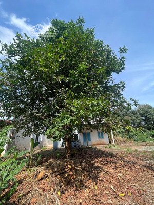 bán 2.100m2 vườn trái cây có thổ cư, nhà cấp 4 - ấp 2 bình lộc - long khánh