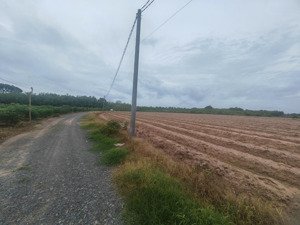 bán 1 mẫu đất - đường đất 4m - đang có trồng tràm con - giá 212 triệu/ sào