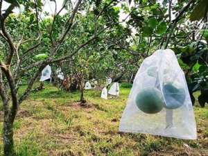 đất vườn bình dương ngộp rẻ nhất khu vực bán 400 triệu, diện tích 1080m2, sổ hồng riêng