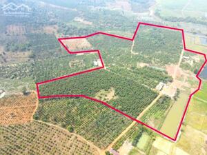 10ha đất bằng,nguồn thu mạnh,view ruộng, gần đường nhựa