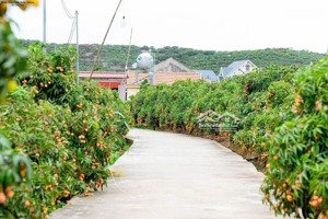 320mt 15 mt 500 tr nhỉnh , ô tô qua đất mình ac có nhu cầu lh e gần khu du lị