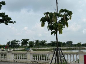 chính chủ bán lô đất đấu 105.6m2 giá lương nỗ vị trí trung tâm, tiềm năng sinh lời cao 