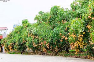 620 25-30m2 mt 1 tỷ nhỉnh sở hữu ngay đất nền mặt tiền đẹp công chứng liền tay! 0363792