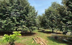 bán nhanh vườn sầu 2000m2 giá 400 triệu, thích hợp làm nghỉ dưỡng