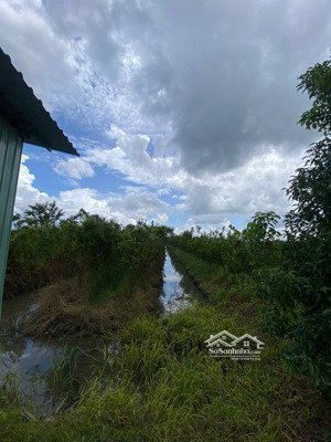 bán vườn cam đang cho trái ngãi tứ, tam bình, vĩnh long