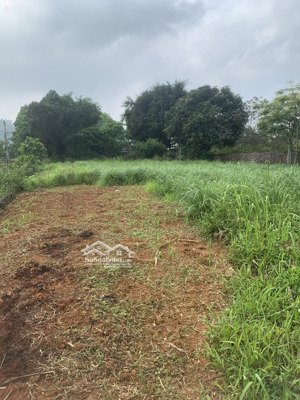 đất bùi trám, hòa sơn, 1.018m2 mặt tiền 42m, giá nhỉnh 4 tỷ xây nhà ở, phân lô