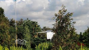 đất vườn sầu riêng gần trung tâm thị trấn phước an thủ phủ sầu riêng của việt nam.