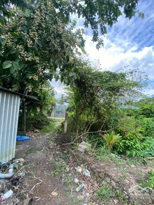 bán đất có sẵn vườn cam đang thu nhập và ruộng phía sau đất giáp kinh thuỷ lợi