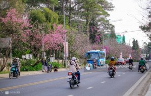 bán nhà phố hẻm xe hơi đường phù đổng thiên vương p8 đà lạt giá chỉ 7,6 tỷ
