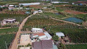 bán gấp đất full thổ cư ngay chợ tân hội, đức trọng - 5x30m - sổ hồng riêng - giá 650tr