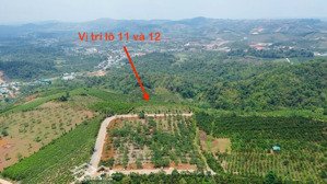 bán gấp lô đất 1000m2 có sẵn sầu riêng, bơ trên đất gần ngay trung tâm. đường đi thuận tiện