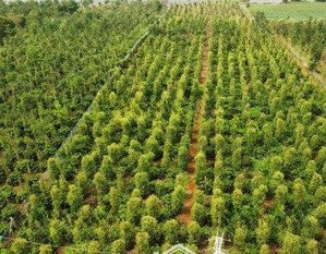 cần bán gấp giá 4 triệu thuộc tp gia nghĩa