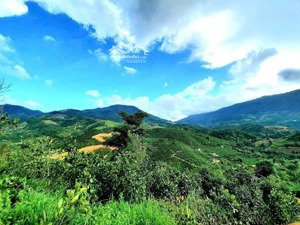 đất vườn cà phê mặt tiền đường lộ nhựa dài hơn 200m
