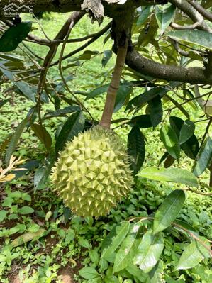 Chủ kẹt tiền cần bán gấp nhà vườn gần Long Khánh, 3800m2 phủ hồng toàn bộ, nhà cấp bốn 100m2