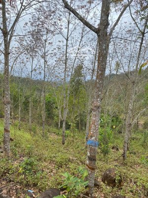 bán đất trồng cao su 2 héc-ta cách trung tâm chợ chỉ 4km bạn đang tìm kiếm một mảnh đất đầu