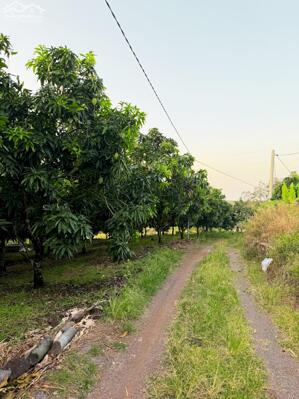 Cần nhượng lại lô đất 5.000m² Ngọc Định – có suối, ô tô tới nơi, giá chỉ 290 triệu/sào