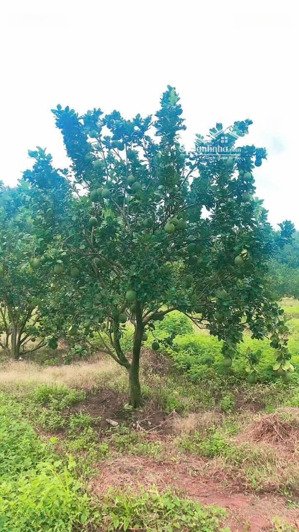 cần bán gấp vườn trái cây sẵn trái đang thu hoạch