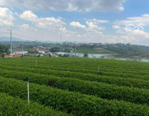 chỉ 25,88 tỷ có ngay 7400m2 đất gần thác dambri, bảo lộc kế dự án của đôi dép. có 1000m2 thổ cư