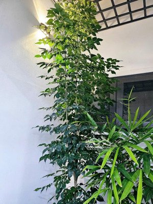chính chủ cần bán gấp căn nhà mặt tiền thống nhất, diện tích: 106m2 hướng đông bắc