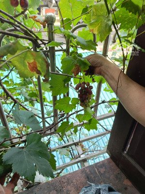 view triệu đô - tặng giàn nho trĩu quả - đường hồng hà - quận hoàn kiếm - 52 m2 - 4 tầng