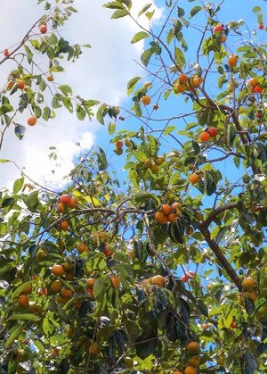 chính chủ bán 500m2 vườn hồng tại xuân trường - đà lạt giá 550 triệu