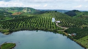 14ha trồng kín sầu thái năm 7, có 1500m2 thổ cư, 750m mặt đường, 300m mặt giáp hồ lớn, có nhà yến