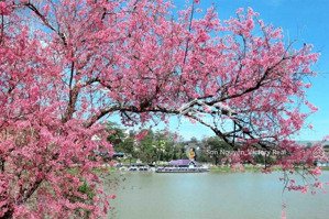 bán nhà riêng tại lý nam đế, phường 8, đà lạt, lâm đồng, giá tốt chỉ với 13 tỷ vnd, 222.6 m2