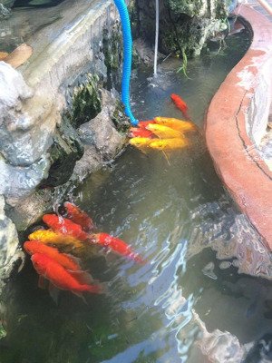 bán nhà 3 lầu - 10 phòng - mặt tiền - rộng 9m - gần nguyễn ảnh thủ (nối dài)