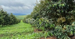đang kẹt tiền nên cần bán gấp miếng vườn sầu riêng (thương lượng bớt nhiều thiện chí)