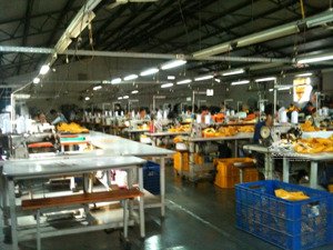 cho thuê nhà xưởng nằm phường an phú đông quận 12 diện tích 1000m giá 60 triêu/tháng lh: 