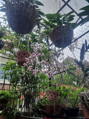 lô góc phương bảng, sơn đồng 60m² ngõ nông gần ô tô gần vành đai 4 chỉ 4,3 tỷ