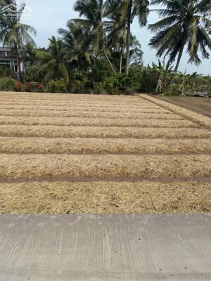 BÁN ĐẤT LỘ BÊ TÔNG GIỒNG GIỮA HIỆP THÀNH BẠC LIÊU