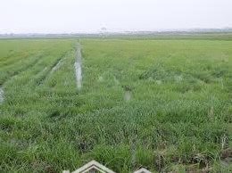 cho thuê kho, nhà xưởng tại hoà thuận 2, cần giuộc, long an, giá siêu hời 15 triệu, 500m2