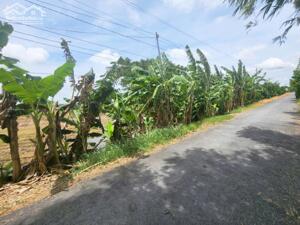 Đất ruộng đường Tư Tình xã Tân Nghĩa huyện Cao Lãnh, gần kdl sinh thái Đồng Xanh