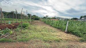 Đất TC 5*34m,645tr,Hẻm LiênThôn 8,gần Nhà Thờ,khu Phạm Ngũ Lão thôn 8, nhiều lô khác