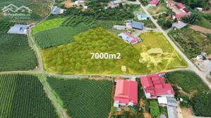SỞ HỮU 7.000m² ĐẤT MỘC CHÂU LÀM HOMESTAY, FARMSTAY NGHỈ DƯỠNG CỰC ĐẸP_CHỈ 4 TỶ 8